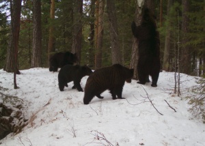 Медвежье пополнение